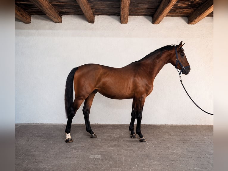 KWPN Stallion 3 years 16.1 hh Bay in Lendava/Lendva