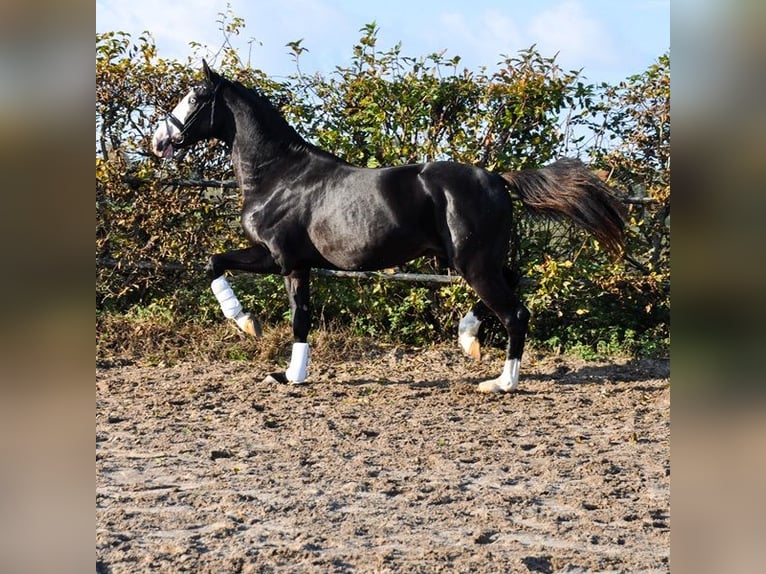 KWPN Stallion 3 years 16,1 hh Black in Prinsenbeek