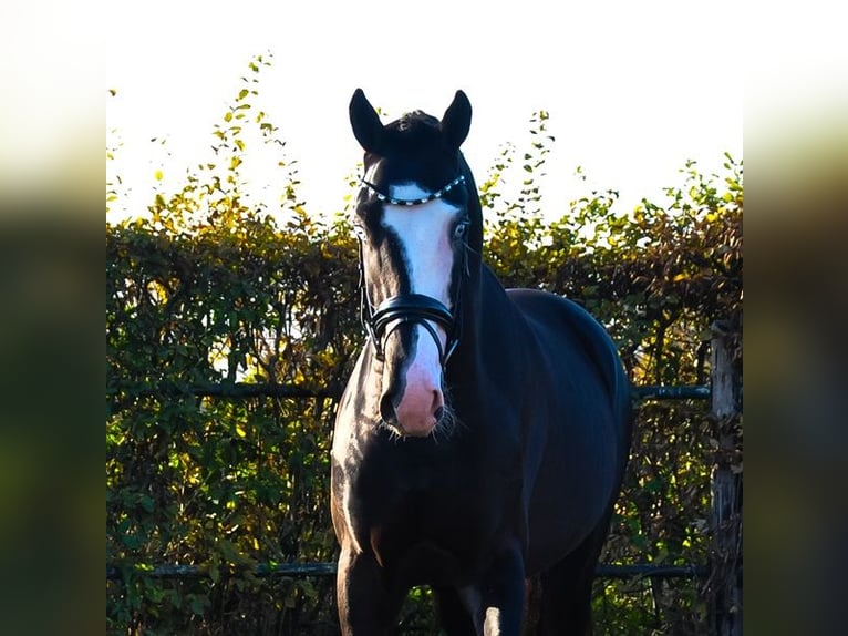 KWPN Stallion 3 years 16,1 hh Black in Prinsenbeek