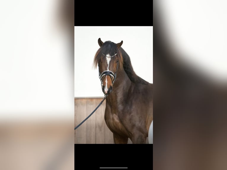 KWPN Stallion 3 years 16,1 hh Brown in Ratingen