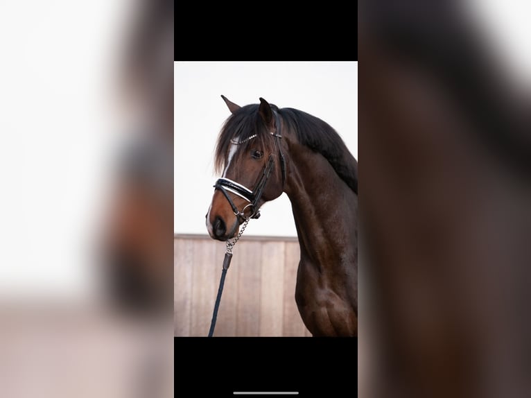 KWPN Stallion 3 years 16,1 hh Brown in Ratingen