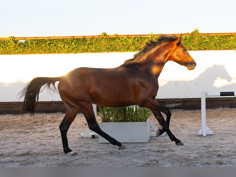 KWPN Stallion 3 years 16.1 hh Brown in Waddinxveen