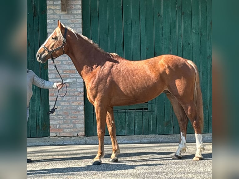 KWPN Stallion 3 years 16,1 hh Chestnut-Red in Murska Soboda