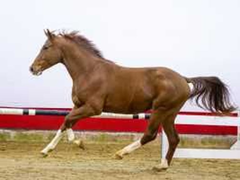 KWPN Stallion 3 years 16,1 hh Chestnut-Red in Waddinxveen