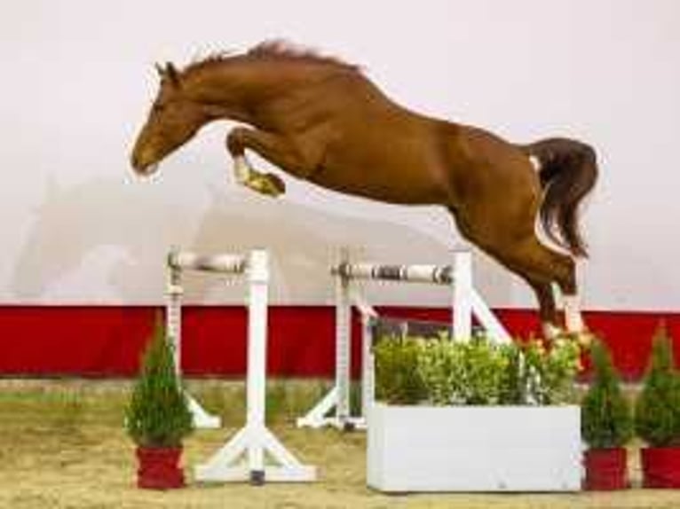 KWPN Stallion 3 years 16,1 hh Chestnut-Red in Waddinxveen