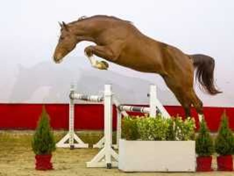 KWPN Stallion 3 years 16,1 hh Chestnut-Red in Waddinxveen