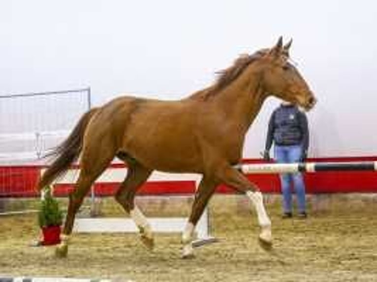 KWPN Stallion 3 years 16,1 hh Chestnut-Red in Waddinxveen