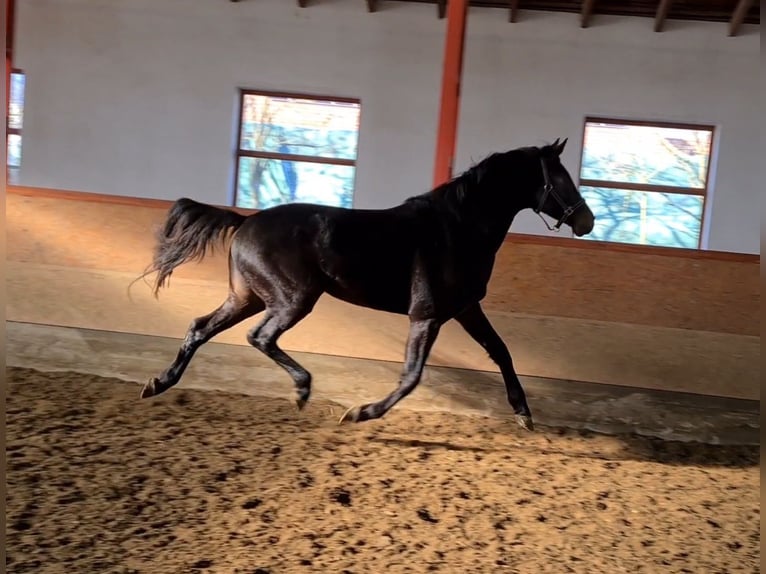KWPN Stallion 3 years 16,1 hh in Békéscsaba