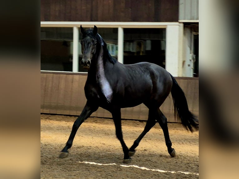 KWPN Stallion 3 years 16.1 hh  in Dwingeloo