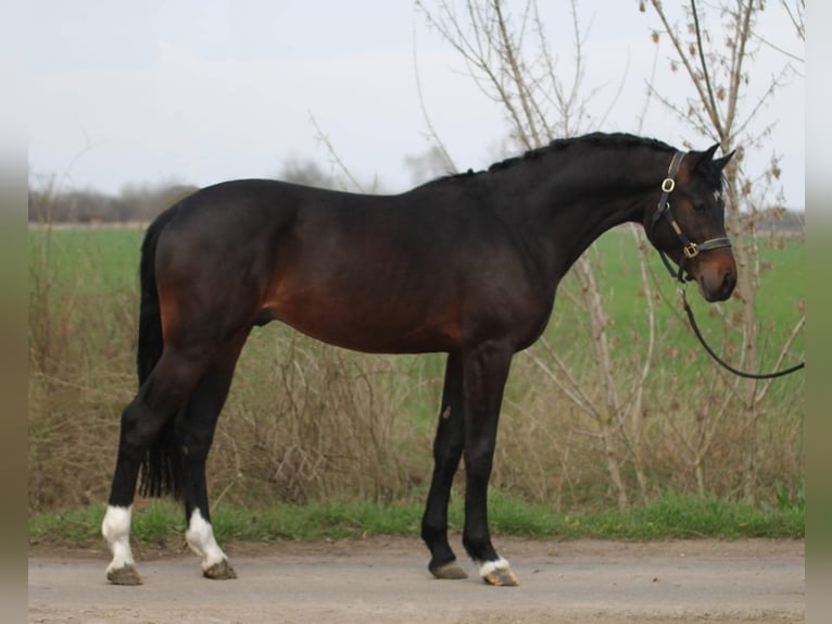 KWPN Stallion 3 years 16,1 hh in Budapest