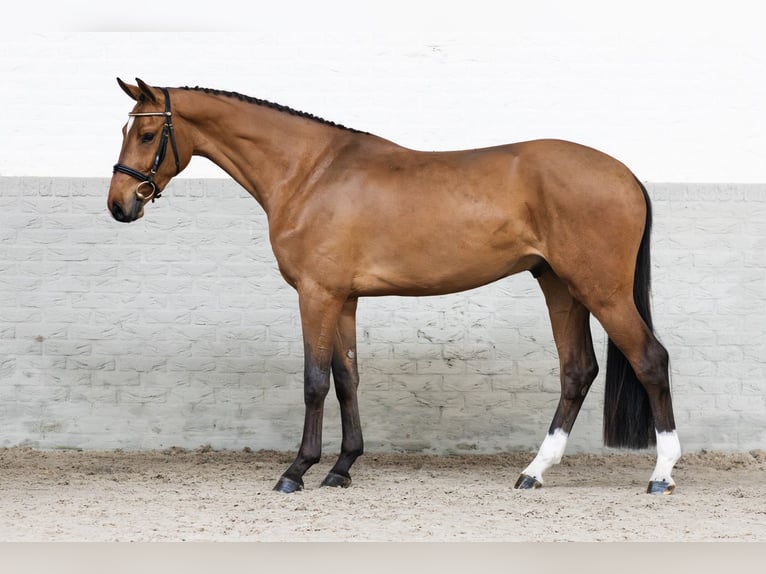 KWPN Stallion 3 years 16.1 hh  in WK Heerde