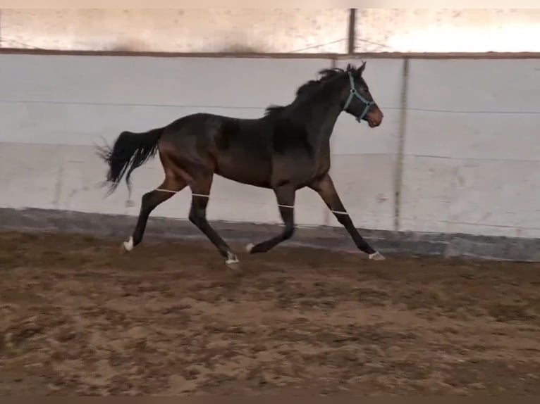 KWPN Stallion 3 years 16,2 hh Bay-Dark in Békéscsaba