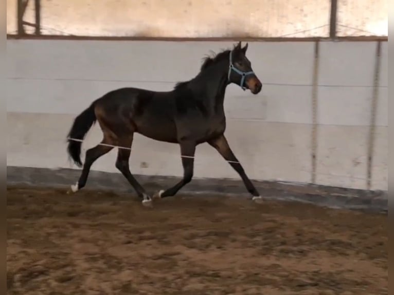 KWPN Stallion 3 years 16,2 hh Bay-Dark in Békéscsaba
