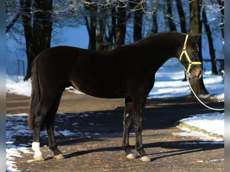 KWPN Stallion 3 years 16,2 hh Bay-Dark in Murska sobota