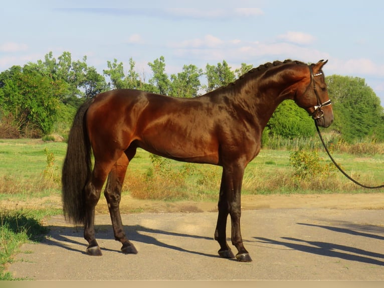 KWPN Stallion 3 years 16,2 hh Bay-Dark in Weppersdorf