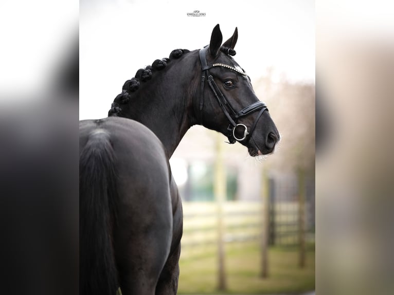 KWPN Stallion 3 years 16.2 hh Black in Heemskerk