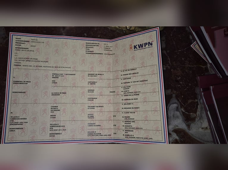 KWPN Stallion 3 years 16.2 hh Black in Békéscsaba