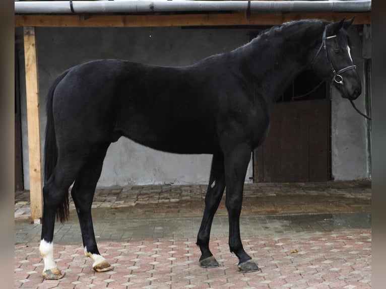 KWPN Stallion 3 years 16.2 hh Black in Békéscsaba