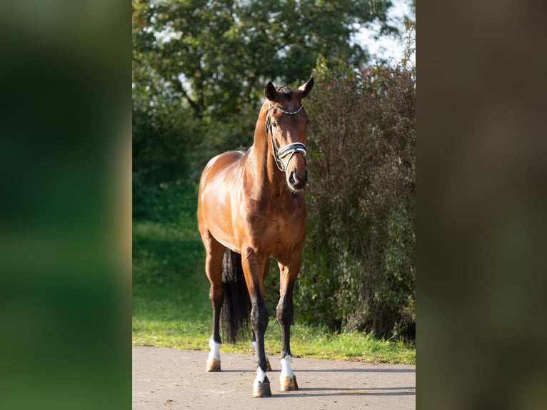 KWPN Stallion 3 years 16.2 hh Brown in Oosterhout