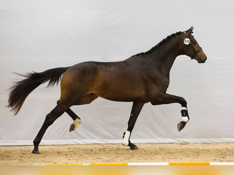 KWPN Stallion 3 years 16,2 hh Brown in Randwijk