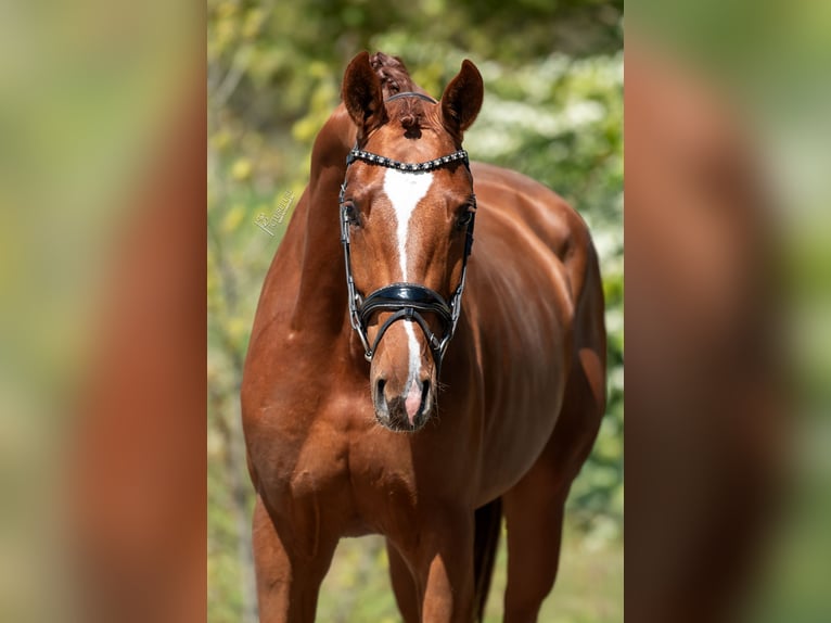 KWPN Stallion 3 years 16.2 hh Brown-Light in Peer