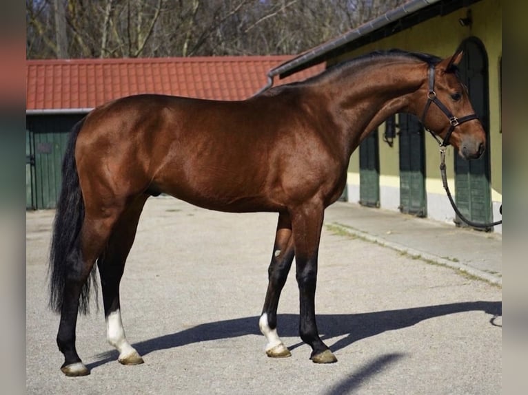 KWPN Stallion 3 years 16.2 hh Brown in Murska Soboda