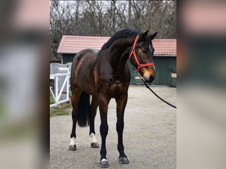 KWPN Stallion 3 years 16.2 hh Brown in Murska Soboda