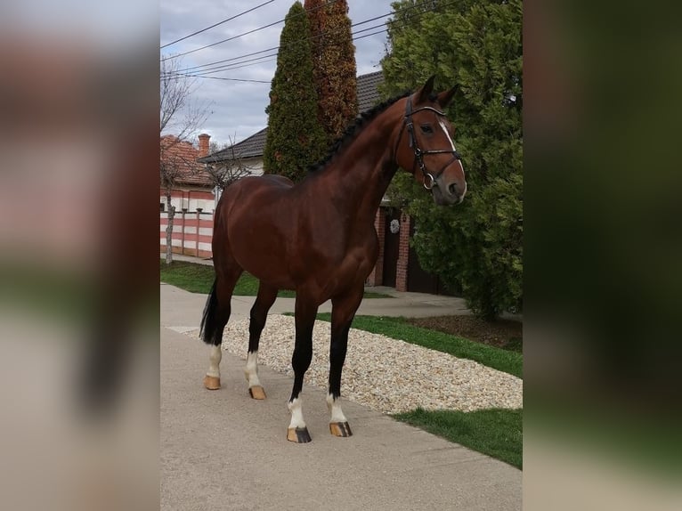 KWPN Stallion 3 years 16,2 hh Brown in Szentandrás