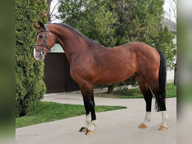 KWPN Stallion 3 years 16,2 hh Brown in Szentandrás