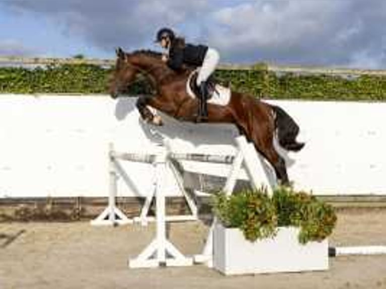 KWPN Stallion 3 years 16,2 hh Brown in Waddinxveen