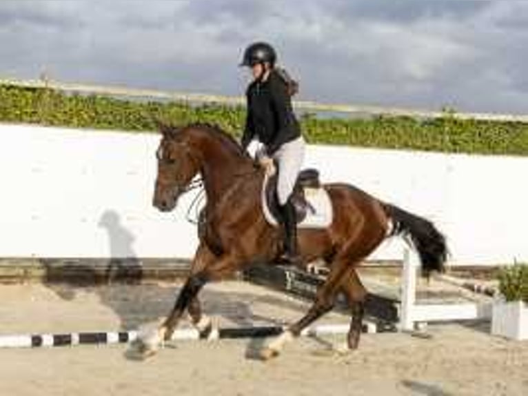 KWPN Stallion 3 years 16,2 hh Brown in Waddinxveen