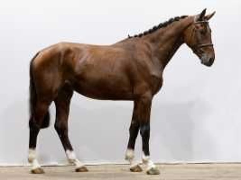 KWPN Stallion 3 years 16,2 hh Brown in Waddinxveen