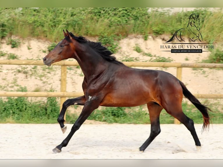 KWPN Stallion 3 years 16,2 hh Brown in Marly-sous-Issy