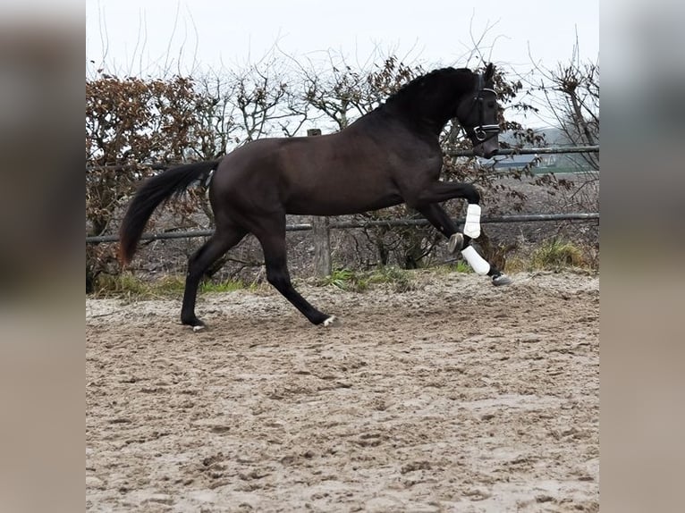 KWPN Stallion 3 years 16,2 hh Buckskin in Prinsenbeek