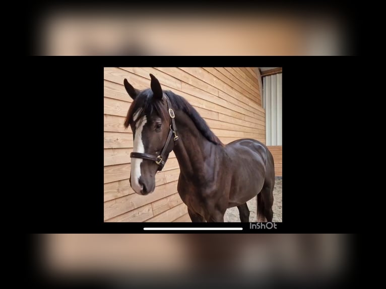 KWPN Stallion 3 years 16,2 hh Buckskin in Den ham