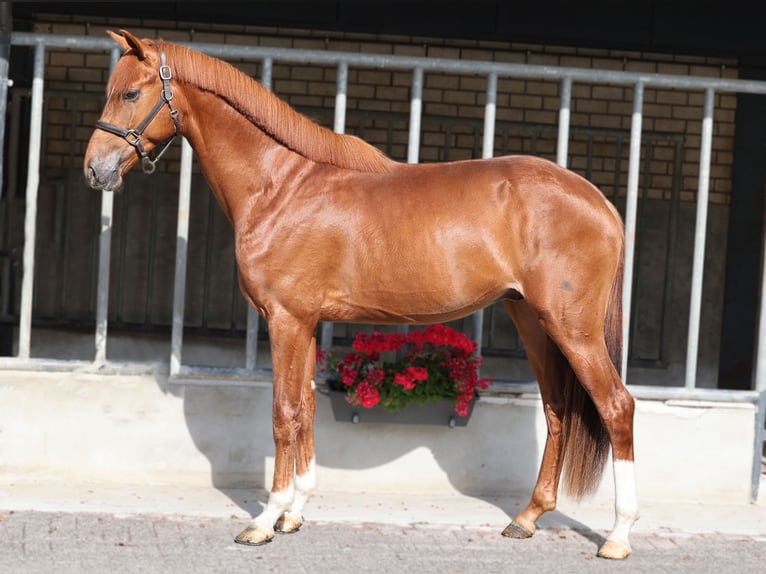 KWPN Stallion 3 years 16,2 hh Chestnut in Moergestel