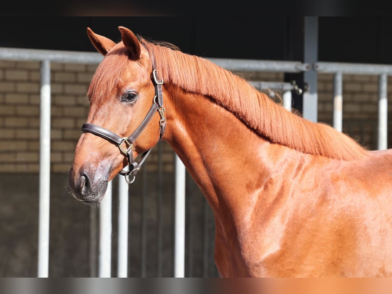 KWPN Stallion 3 years 16,2 hh Chestnut in Moergestel