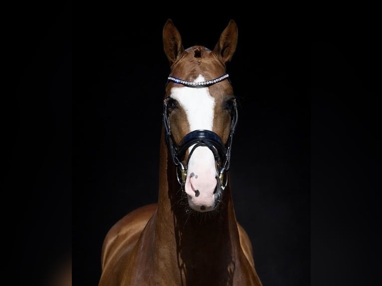 KWPN Stallion 3 years 16.2 hh Chestnut-Red in Volkel