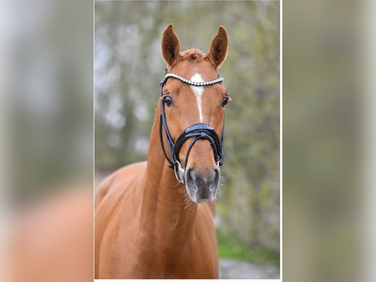 KWPN Stallion 3 years 16,2 hh Chestnut-Red in Lengdorf