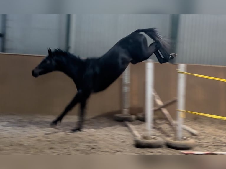 KWPN Stallion 3 years 16,2 hh Gray-Dark-Tan in Murska Sobota