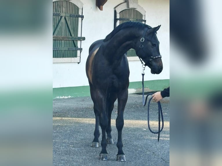 KWPN Stallion 3 years 16,2 hh Gray-Dark-Tan in Murska Sobota