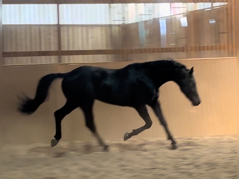 KWPN Stallion 3 years 16,2 hh Gray-Dark-Tan in Murska Sobota