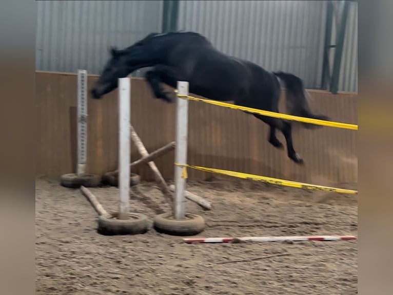 KWPN Stallion 3 years 16,2 hh Gray-Dark-Tan in Murska Sobota