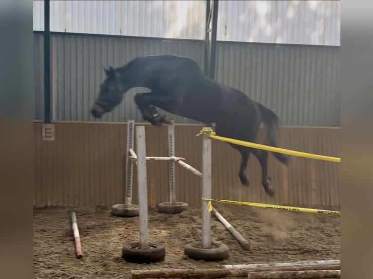 KWPN Stallion 3 years 16,2 hh Gray-Dark-Tan in Murska Sobota