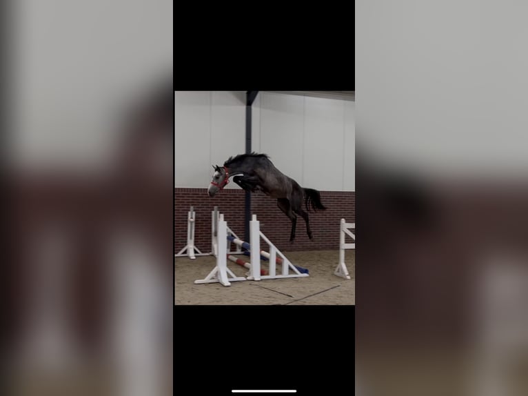 KWPN Stallion 3 years 16.2 hh Grey-Dapple in Békés