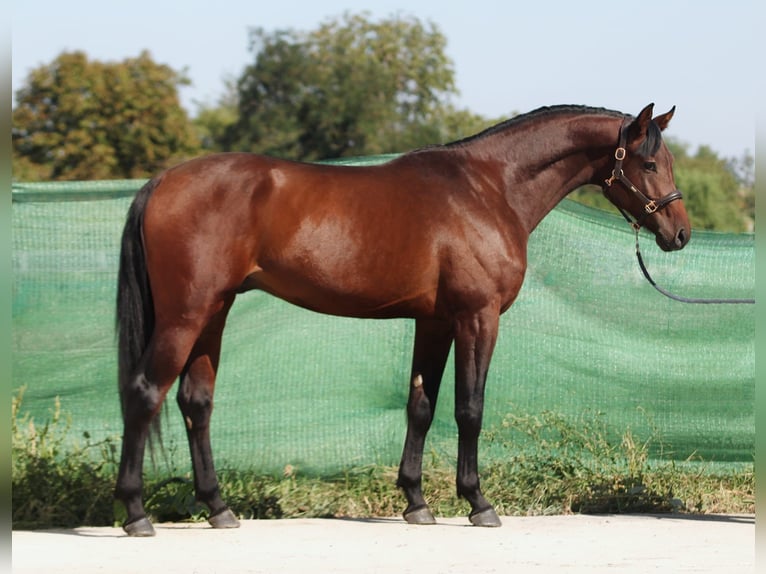 KWPN Stallion 3 years 16,3 hh Bay in Snina