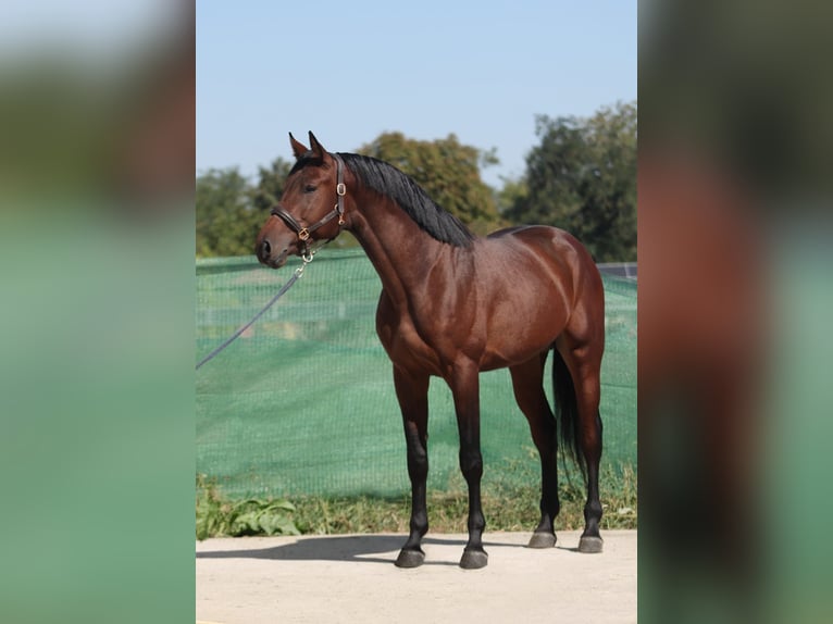 KWPN Stallion 3 years 16,3 hh Bay in Snina