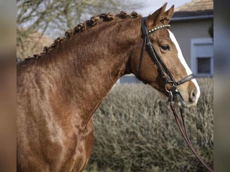 KWPN Stallion 3 years 16.3 hh Chestnut in Gyomaendrőd zrinyi miklos utca 27/a