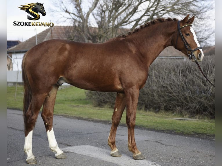 KWPN Stallion 3 years 16.3 hh Chestnut in Gyomaendrőd zrinyi miklos utca 27/a