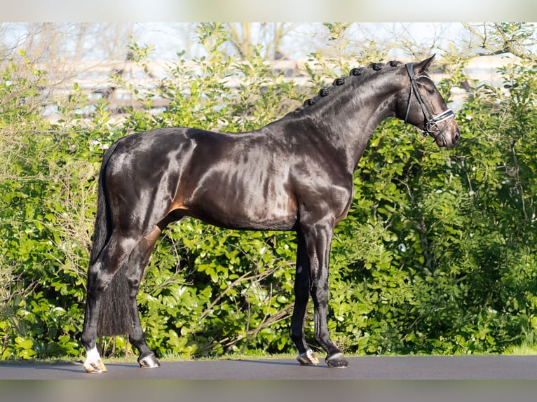 KWPN Stallion 3 years 16.3 hh Smoky-Black in Oosterhout